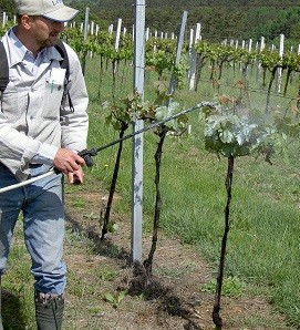 TRICO viña Bio control de ciervos en viñedos