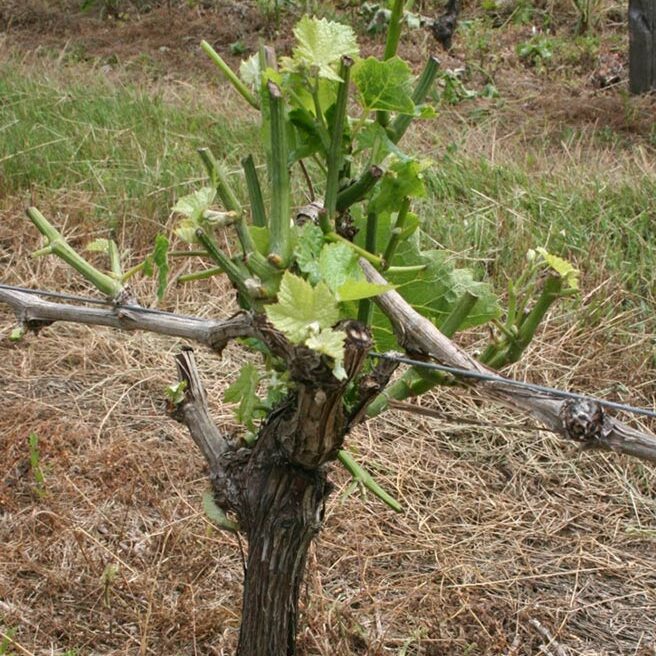 TRICO viña Bio control de ciervos en viñedos